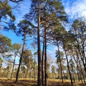 À force de rendre visite à @ffederbe et @nono_in_countryside, ce compte sera bientôt soumis au lobby du Loiret (après celui des Ardennes).#france #landscape